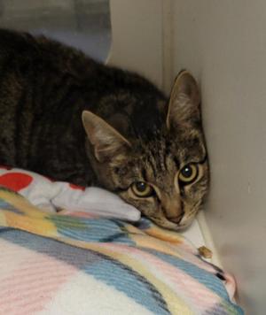 152-Thistle, young, available for adoption