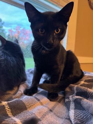 2026-69 River Black, kitten, available for adoption