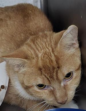 An orange tabby cat with a white chest and a collar, looking down.