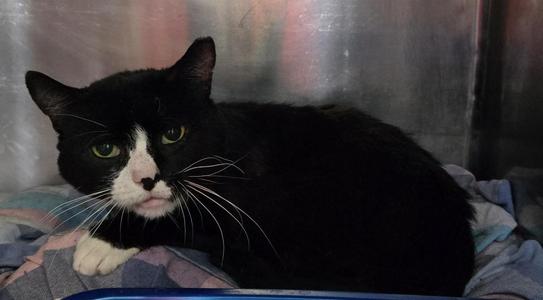 2026-75 Hunter BW, adult, available for adoption