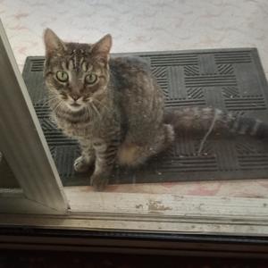 Dolly Purrton, senior, available for adoption
