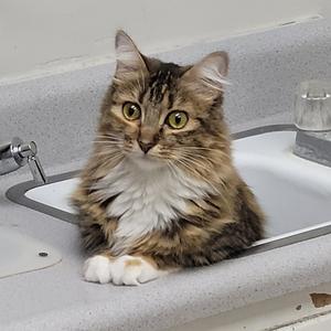 A fluffy brown and white cat with green eyes sitting in a kitchen sink.