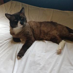 Boots, senior, available for adoption