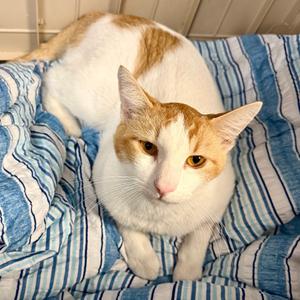 CeCe Hughes, adult, available for adoption