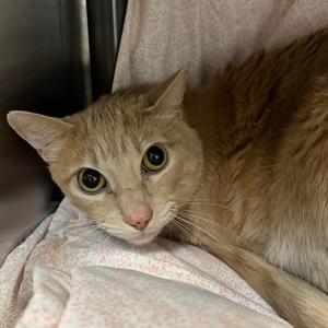 Gimli, adult, available for adoption