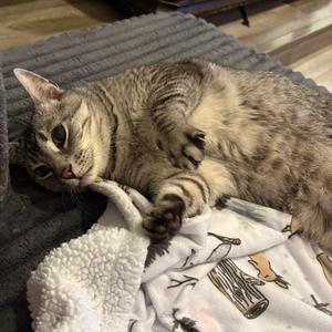 Jameson (Jamie), adult, available for adoption