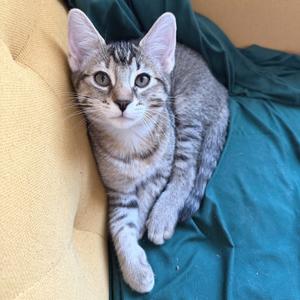 Critter, kitten, available for adoption
