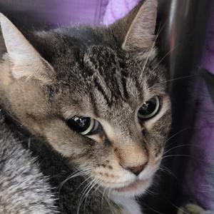 Close-up of a tabby cat with green eyes