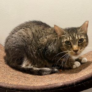 Daisy, senior, available for adoption