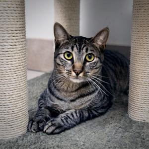 Elfie, adult, available for adoption