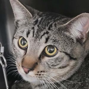 Elfie, adult, available for adoption