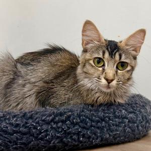 Ardilla, adult, available for adoption
