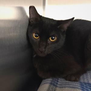 Cocoa, kitten, available for adoption