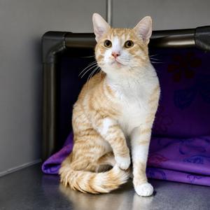 Apollo, adult, available for adoption