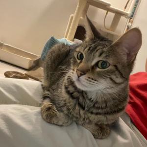 Arrow, adult, available for adoption