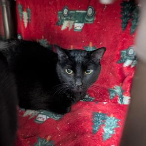 Friday, adult, available for adoption