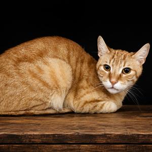 An orange tabby cat lying on a wooden surface against a black background.