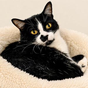 Indy, senior, available for adoption
