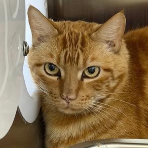 Brody, adult, available for adoption