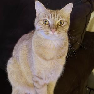Cheetoh, adult, available for adoption