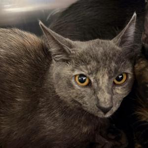 Jex, kitten, available for adoption