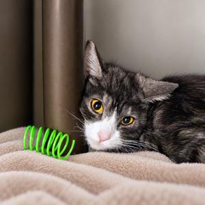 Cordelia, available for adoption