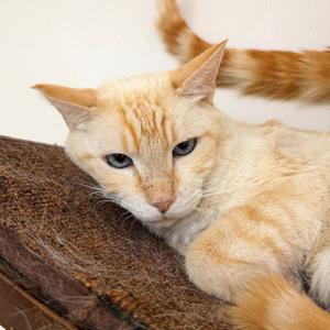 Hunnie, adult, available for adoption