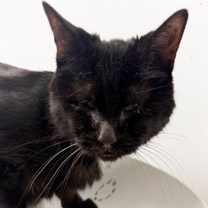 a black cat with long whiskers and pointed ears, looking down