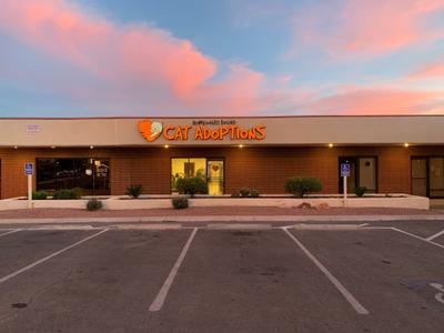 Homeward Bound Cat Adoptions