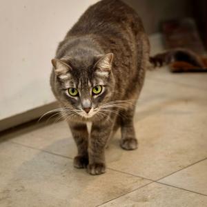Katniss, adult, available for adoption