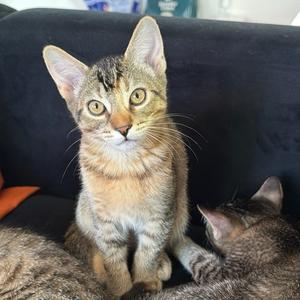 Cricket, kitten, available for adoption