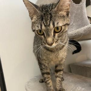 Cosima, available for adoption