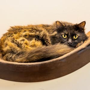 A cat laying in a bed