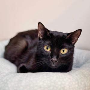 Esmerelda, adult, available for adoption