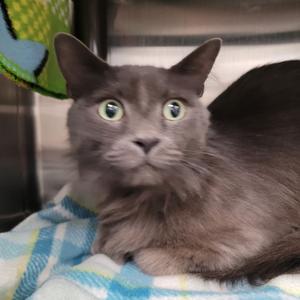 Jake, adult, available for adoption