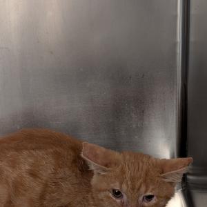 A close-up of an orange tabby cat with large, expressive eyes, sitting in front of a metallic surface.