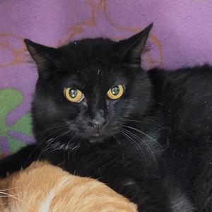 Binx, adult, available for adoption