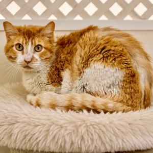 Chance, adult, available for adoption