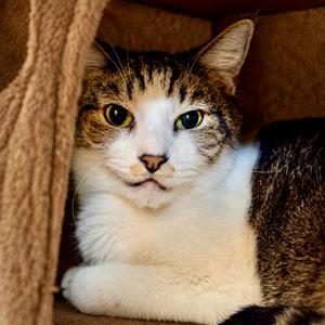 Derick, senior, available for adoption
