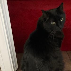 Fluffy, adult, available for adoption