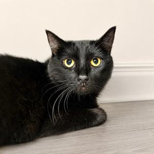 A black cat with yellow eyes lying on a wooden floor.