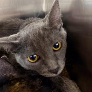 Doby, kitten, available for adoption