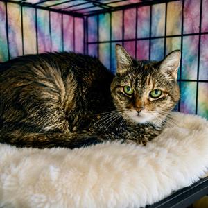 Kea, senior, available for adoption
