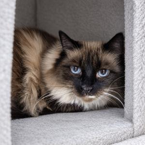 Jasmine, adult, available for adoption