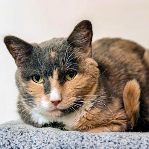 Agnes, senior, available for adoption