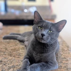 Fairy Blue, adult, available for adoption