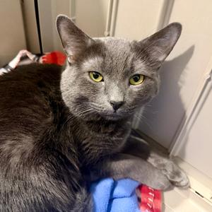 Eeyore, adult, available for adoption
