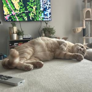 A fluffy cat lying on its back on a couch, with its paws stretched out and its tail curled up. In the background, there is a television displaying a colorful image, a plant, and a cat tree.