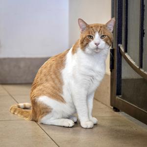 Big Boy, adult, available for adoption