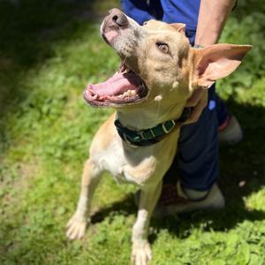 Kyler, Terrier, Pit Bull, adult, available for adoption